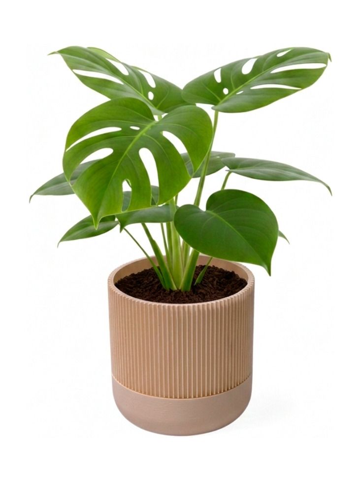 Simiu - GROWLOFT - Pflanzengefäß-Verkleidung mit Auffangschale - Elfenbein - 8,2cm hoch