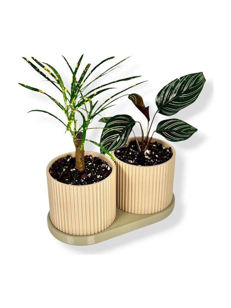 Simiu - TWINDA - Doppelpflanzgefäß in Beige und Hellolive - 8,5cm